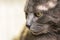 profile of a gray Burmese cat on a light background close-up,