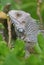 Profile of a Gray Iguana in the Top of a Bush