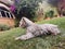 Profile gray schnauzer in the grass