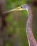 Profile of great blue heron facing left