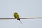 Profile of Green Bee-Eater on a Wire