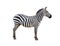 Profile Grevys Zebra Isolated on White