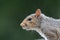 Profile of a Grey Squirrel, Sciurus carolinensis in the rain