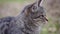 Profile of a grey tabby cat