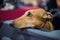 Profile of Greyhound dog close up muzzle portrait