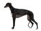 Profile of Greyhound dog standing