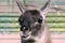 Profile. Guanaco in the Feldman Ecopark.