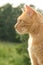 Profile of a handsome orange tabby cat against summer background