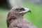 Profile of a hawk