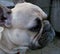 Profile of Head of French bulldog.