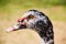 Profile of the head of a Muscovy Duck