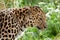 Profile Head Shot of Back Lit Amur Leopard