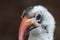 A profile head shot of a Von der Decken Hornbill