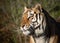 Profile headshot of a black and orange tiger