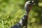 Profile Of Hen Wild Turkey In Tall Grass