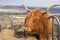 Profile of Highland Cow eating straw from Cattle feeder