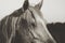 Profile horse portrait in sepia for vintage farm feel