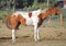 Profile Horse Shaking Head