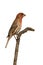 Profile of house finch sitting on a branch