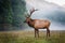 Profile of huge male bull elk in Cataloochee, North Carolina