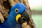 Profile of a Hyacinth Macaw