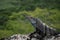 Profile of an iguana sunbathing on a rock with a green tropical forest background