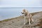 Profile Image of free and wise Beige and white Siberian Husky dog sitting on the beach and looking to the sea