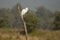 Profile of an Intermediate Egret on Dead Tree