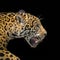 Profile of jaguar in Pantanal with black background