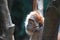 Profile of a Javan Langur Monkey in a Tree