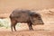 Profile of Javelina Collard Peccary