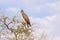 Profile of Juvenile Marshall`s Eagle on Treetop