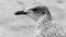 Profile of Juvenile Seagull BW