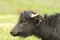 Profile of juvenile water buffalo