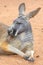 Profile Of A Kangaroo