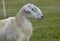 Profile of a Katahdin sheep ram