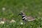 Profile of Killdeer bird sitting on rocky nest