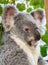 Profile of a koala with gum leaves