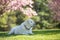 Profile of a Labrador Retriever Lounging Outdoors in Springtime under a Tree.