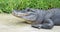 Profile of a large American alligator near green plants