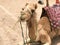 A profile of a large beige beautiful good strong proud camel with a hump with a snout, a face that eats a plant, straw, food sitti