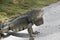 Profile of a Large Caribbean Iguana on a Walkway