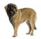 Profile of Leonberger dog, standing