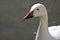 Profile of a Lesser Snow Goose (Chen caerulescens)