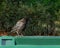 Profile of a lone black crow in a park on the edge of a plastik trash can