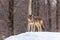 A profile of a lone coyote