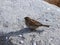 Profile of a lone sparrow on a large gray stone