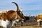 Profile of Longhorn bull with curved, sharp horns