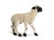 Profile of a lovely Lamb Valais Blacknose sheep three weeks old