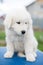 Profile of lovely white fluffy puppy breed maremmano abruzzese dog